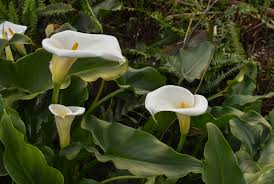 Its true home is outdoors so it'll need to be transplanted in your garden bed or border after the flowers are spent. When Do Calla Lilies Bloom And How To Transform Your Garden Into A Fascinating Space Floraqueen
