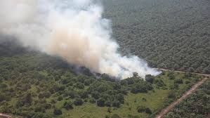 Kebakaran hutan terjadi akibat kondisi kering dan dipicu gelombang panas yang terjadi. Bnpb Faktor Kebakaran Hutan Lebih Banyak Dilakukan Manusia