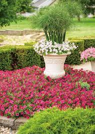 Supertunia Vista Fuchsia Petunia Hybrid Large Flower Pots Front Yard Flowers Flower Pot Design