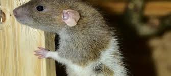 How to Rodent Proof Your Home: The Ultimate Guide | the bugman
