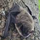November Nights – Bats: Winged Wonders event image