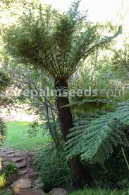 Image result for Cyathea dregei