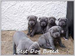 American staffordshire terriers & staffordshire bull terriers. Talking About Dog Trasedogs Staffordshire Bull Terrier Puppies Bull Terrier Puppy Staffordshire Terrier Puppy