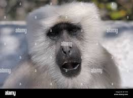 A grey Langur monkey in Asia Stock Photo