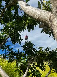 Hawaii Tropical Fruit Growers