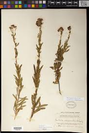 Image result for Ethulia vernonioides