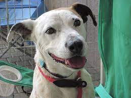 Helping Out The Hounds Fun To Be One Animal Hospital Humane Society