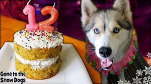 This dog birthday cake recipe is definitely without peanut butter! How To Make A Dog Birthday Cake With Meat Diy Dog Treats 122 Youtube