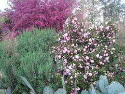 Camellia X Taylor S Perfection In 2020 Garden Design Plants Camellia