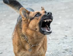 Check spelling or type a new query. Digigit Anjing Atasi Dengan 5 Langkah Pertolongan Pertama Ini Hello Sehat