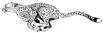 Free printable cheetah coloring pages. South African Cheetah Coloring Book Leopard Adult Child Png 1600x524px South African Cheetah Adult Animal Animal