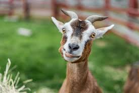 Here follows a list of the interesting 40+ interesting goat facts that, besides adding to your knowledge, will serve as a source of entertainment as well. Here S Why You Ve Goat To Try Maui Goat Yoga Pmi Maui
