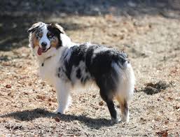 Are Australian Shepherds Good Guard Dogs And 5 Other Choices Jubilant Pups