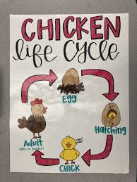 Life Cycle Of A Chicken Anchor Chart 1st Grade Life Cycles Preschool Chicken Life Cycle Life Cycles