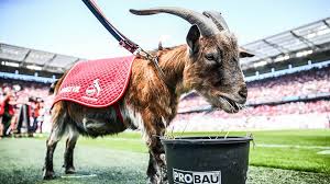 Fc köln ist der größte sportverein in köln. Hennes Viii An Arthrose Erkrankt 1 Fc Koln Stellt Neuen Geissbock Als Maskottchen Vor Sportbuzzer De