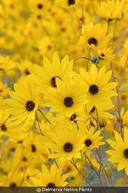 Image result for Helianthus angustifolius