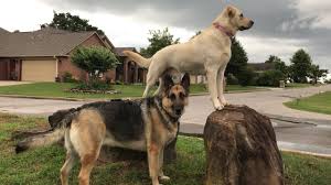 Check spelling or type a new query. Not So Dirty Hannah Odin The German Shepherd Dog Youtube