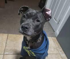 Meet Ari! Ari was...