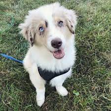 My 4 Month Old Mini Aussie Puppy Photos Miniature American Shepherd American Shepherd