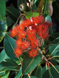 Check spelling or type a new query. Corymbia Ficifolia Wikipedia