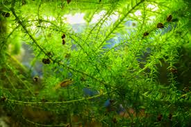 Image result for Elodea