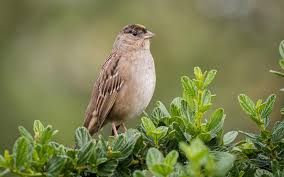 North las vegas, nv, november 25, 2017. Golden Crowned Sparrow Audubon Field Guide