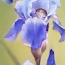 Finding a snug place to sleep isn't always easy in borneo's peat swamp forests, but hardwicke's woolly bats have a pretty good setup. Iris Flower With Butterfly Painting By Alina Oseeva