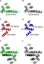 Intrinsic Flexibility Of Nlrp Pyrin Domains Is A Key Factor In Their Conformational Dynamics Fold Stability And Dimerization Hub Intrinsic Fold Flexibility