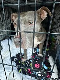 Phoenix needs a dog-savvy home with separation and decompression time