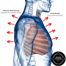 Image result for Winged Scapula