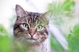 Most are pet friendly but it is worth double checking. Three Tips To Make A Cat Friendly Garden Art Of Healthy Living