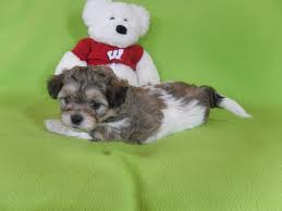 Teddy bear puppies breeders in wisconsin. Teddy Bears 1