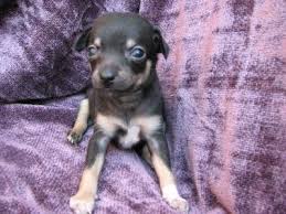 For sale, cute little min pin chihuahua mix puppies 8 weeks old needing their forever home. Miniature Pincher Chihuahua Mix Thriftyfun