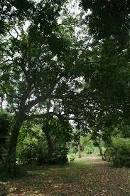 Image result for Pseudospondias