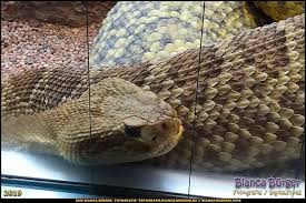 Schlange Im Aquarium Wilhelma Stuttgart Oktober 2019 Schlangen Mit Dreieckigem Kopf Sollte Ich Meiden Hat Man Mir Mal E In 2020 Instagram Posts Instagram Snake