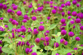 Trotz anspruchsloser pflanzen setzt die hitze meinem garten zu. Garten Pflanzen Samen Winterharte Zierpflanze Saatgut Krauter Kugelamarant Ebay