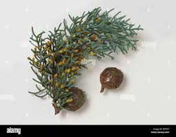 Image result for Cupressaceae