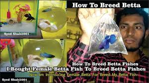 How To Breed Betta Fish Complete Guide How To Breed Betta Fish I Boug Breeding Betta Fish Betta Fish Betta