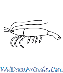 Kids and beginners alike can now draw a great looking husky. How To Draw A Shrimp