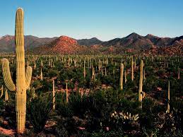 Cutting down a cactus, like arizona's iconic saguaro, is a crime punishable with up to 25 years in prison and a hefty fine. If You Cut Down A Saguaro Cactus Will You Go To Prison If Caught Tucson Com