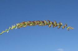 Image result for Cenchrus trisetus