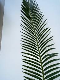 Image result for Encephalartos lebomboensis