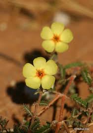 Image result for Tribulus zeyheri