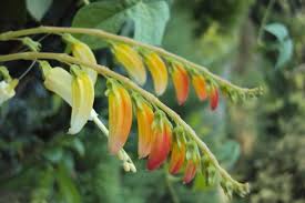 Image result for Mina lobata
