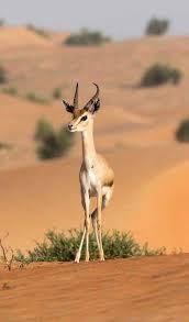deer favorite animal sobhan allah algeria