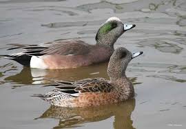 Do you know the 12 different types of ducks? Types Of Ducks Geese Duck Identification