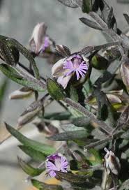 Image result for Polygala rivularis