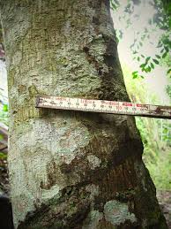 Image result for Cylicomorpha parviflora