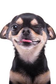 Beautiful Chihuahua Dog Animal Portrait Stylish Photo Chihuahua Love Beautiful Dogs Cute Chihuahua