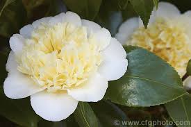 Camellia Brushfield S Yellow An Australian Raised Japonica Cultivar With A Yellow Tinted Petaloid Anemone Centre It Garden Express Camellia Camellia Flower